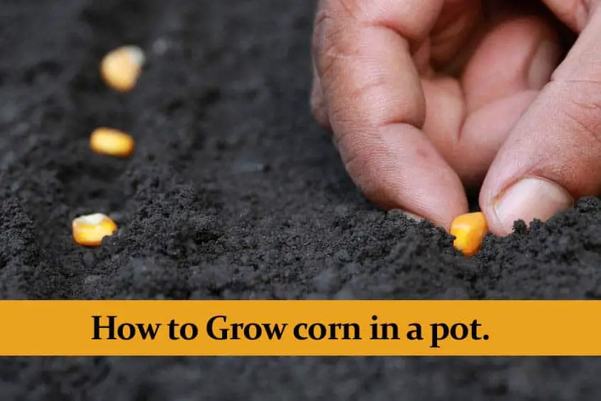 How To Grow Corn In A Pot And Still Get A Great Harvest 3843