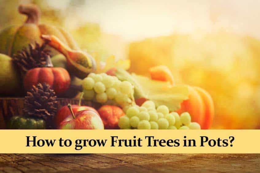 How to grow Fruit Trees in Pots? The Best Trees for Home!