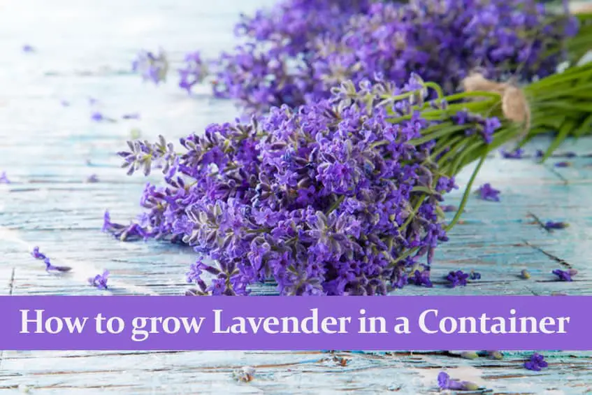 How to grow Lavender in a Container and care for it.