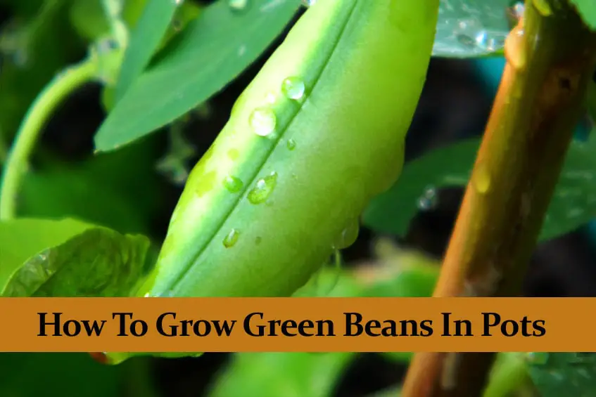 How to Grow Green Beans in a Container A Full Guide!