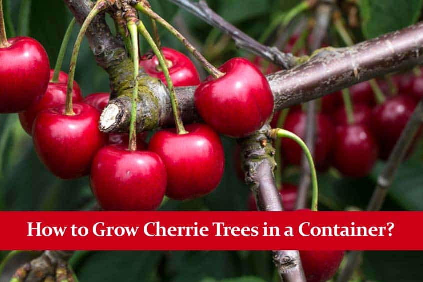 How to Grow Cherrie Trees in a Container?