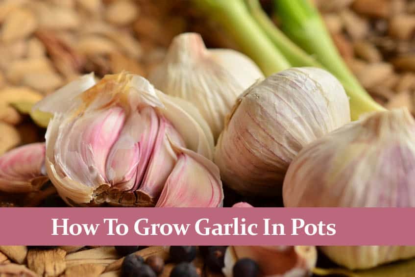 How to Grow Garlic in a Pot. It´s Easier than You Think!