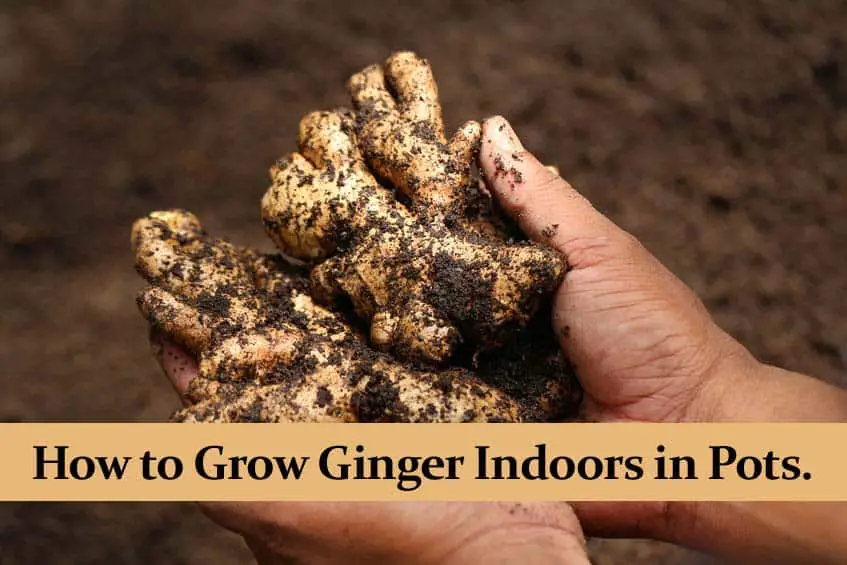 How to Grow Ginger Indoors in Pots.