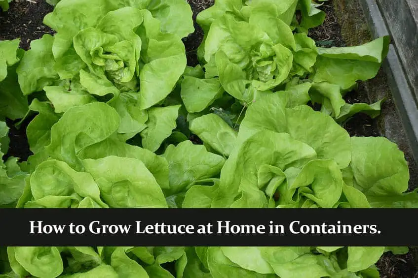 How to Grow Lettuce at Home in Containers.