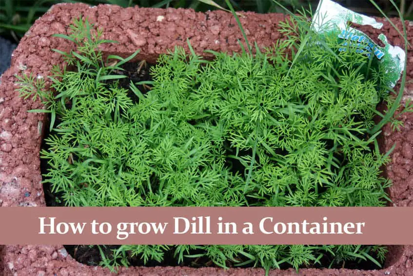 How to Grow Dill in a Pot? An Endless Supply of Fresh Dill!