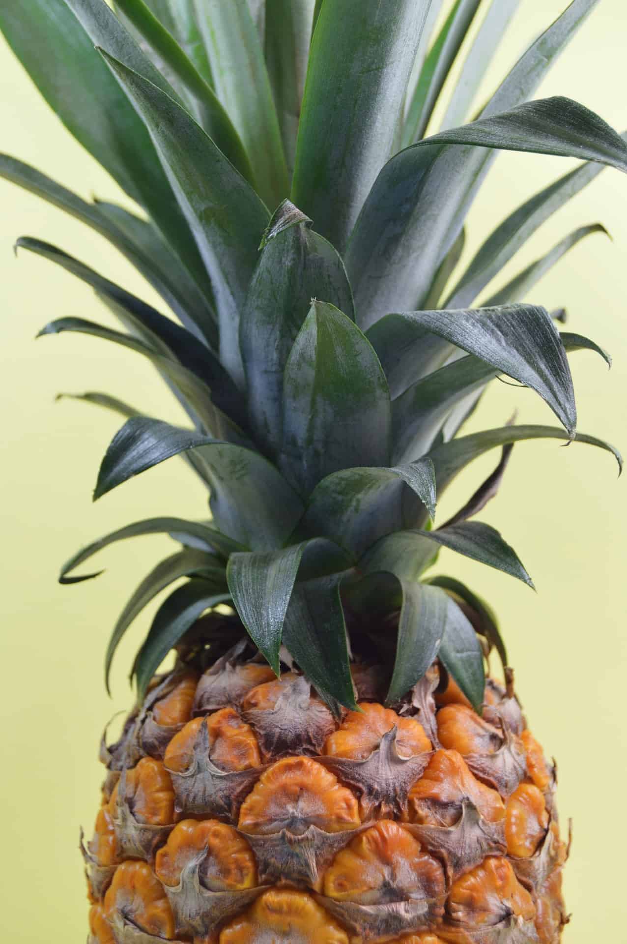 How to Grow a Pineapple at Home The Smart Way to do it