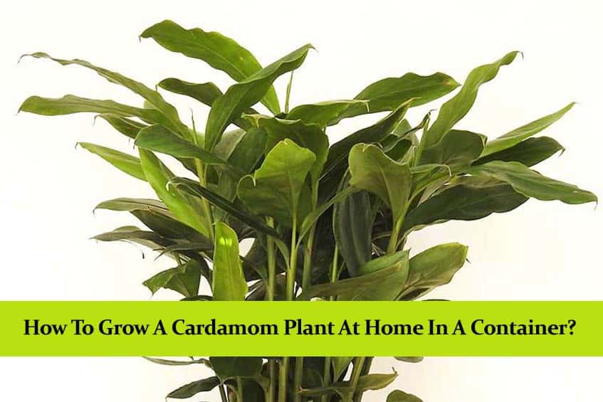 How to Grow a Cardamon Plant at Home in a Container?