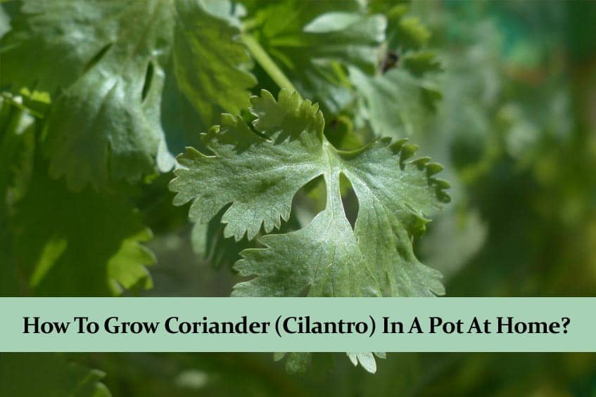 How To Grow Coriander Cilantro In A Pot At Home,English Toffee Recipe