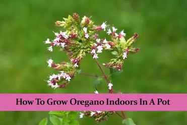 The Of Where Do Oregano Seeds Come From