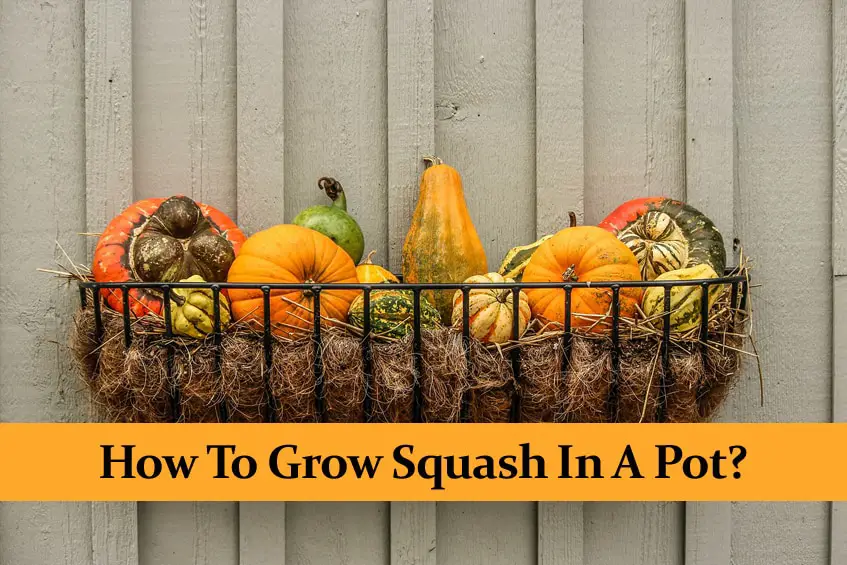 How to Grow Squash in a Pot? || Growing and Care Guide