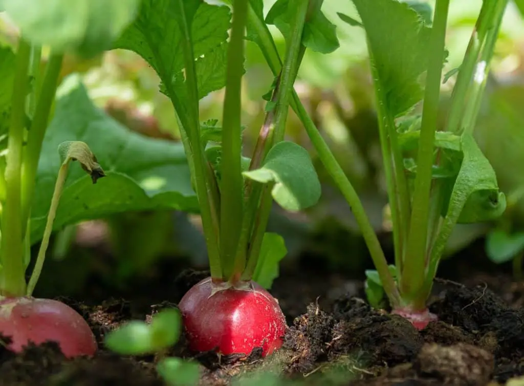 How to Grow Radishes in a Pot. Homegrown Radishes