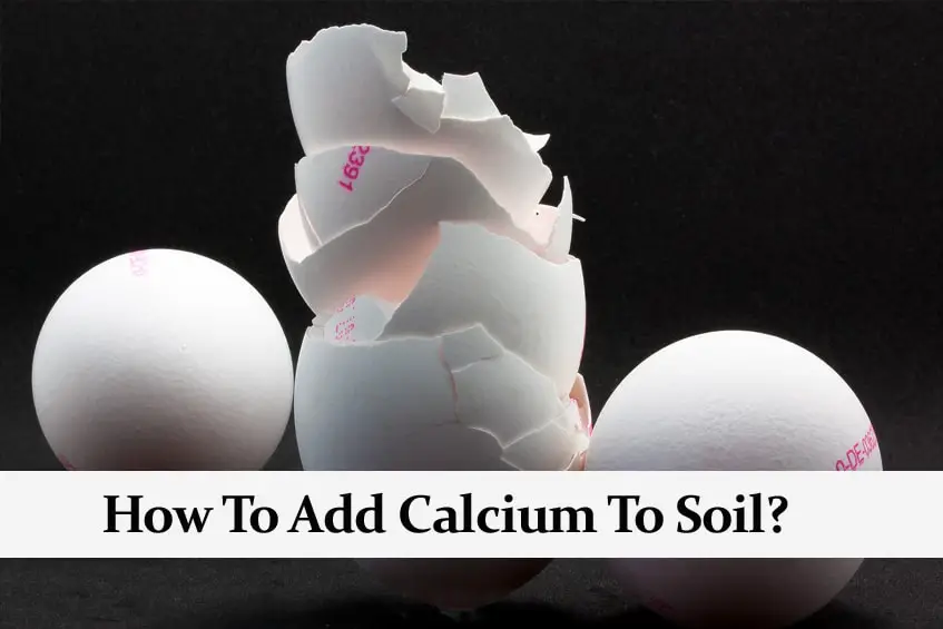 How To Add Calcium Soil The Four, How To Add Calcium Garden Soil