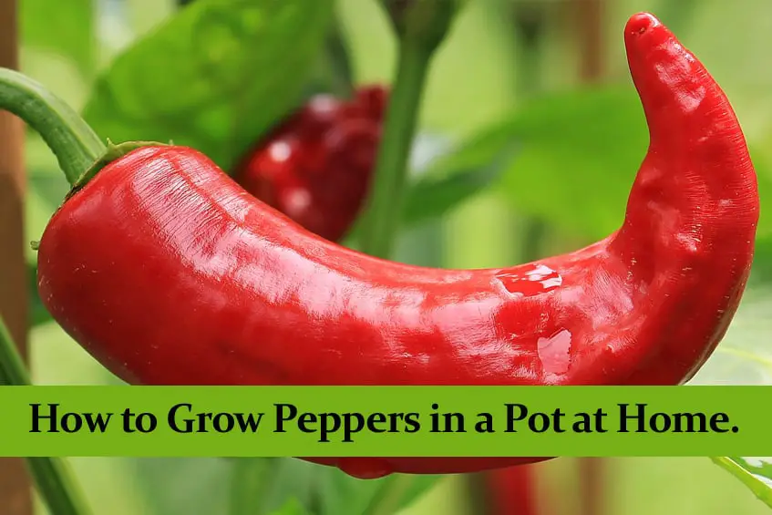 How to Grow Peppers in a Pot at Home. || Full Guide ||