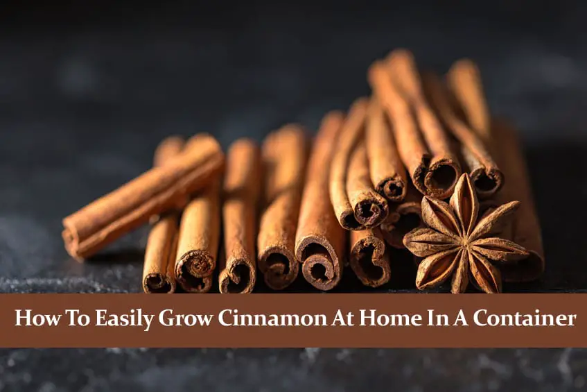 How to Easily Grow Cinnamon at Home in a Container