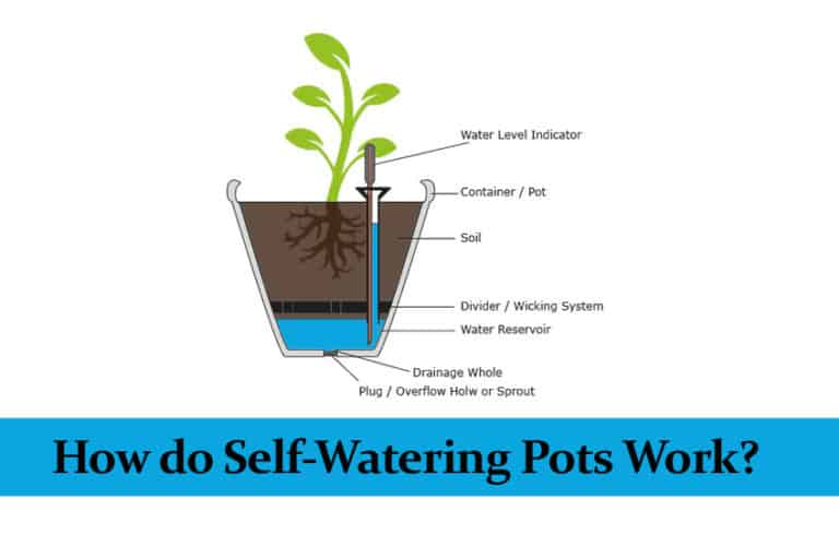 how-do-self-watering-pots-work-with-infographic