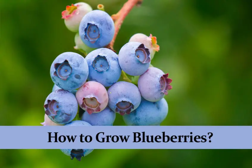 How To Grow Blueberries? Very Detailed Care Guide!