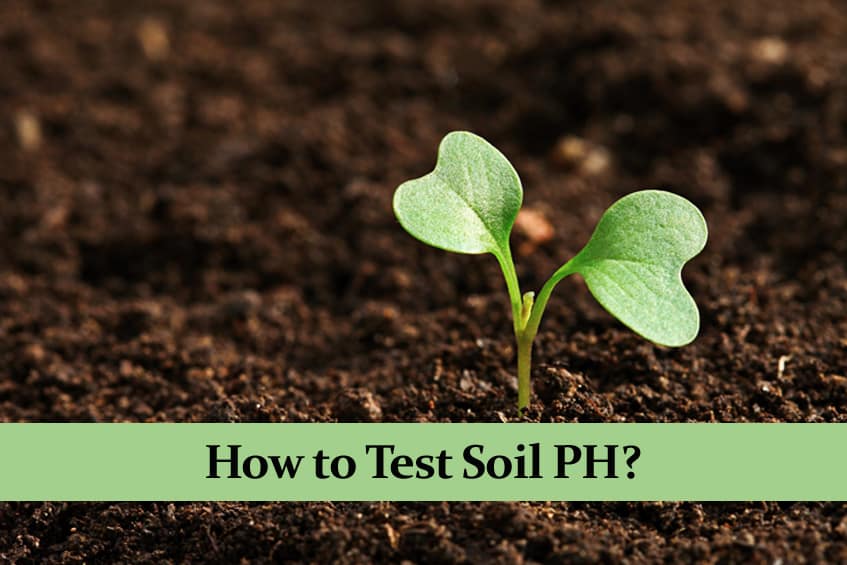 How to Test Soil PH? Without and With a Commercial Tester