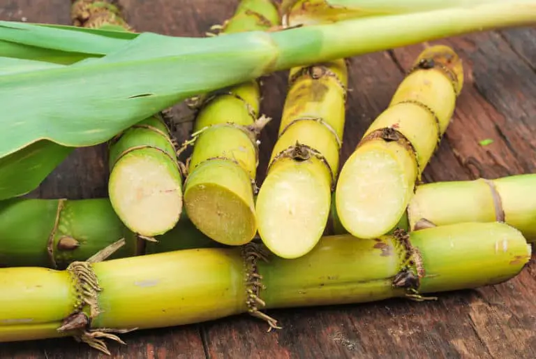 how-to-grow-sugar-cane-full-guide-green-thumb-central