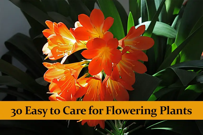 30 Easy to Care for Flowering Plants