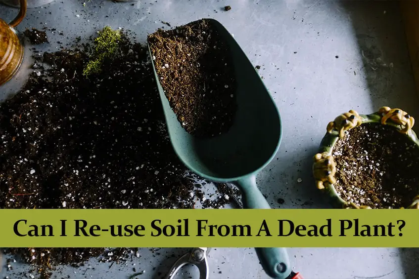 Can I Re-use Soil From A Dead Plant?