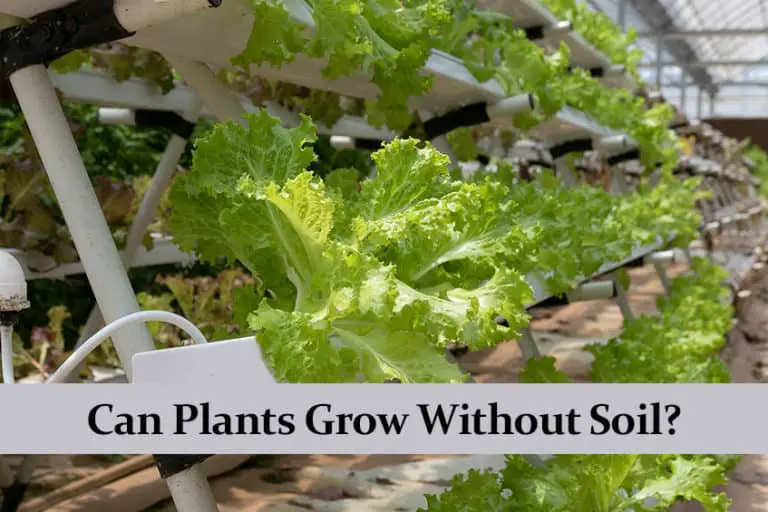 How Can Plants Grow Without Soil