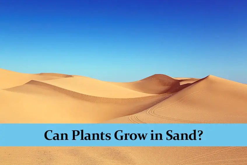 can-plants-grow-in-sand-green-thumb-central