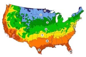 When to Plant Strawberries? || It Depends on Your Location - Green ...