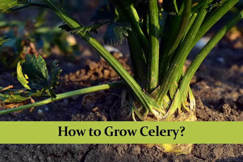 How to Grow Celery Comprehensive Guide Green Thumb Central