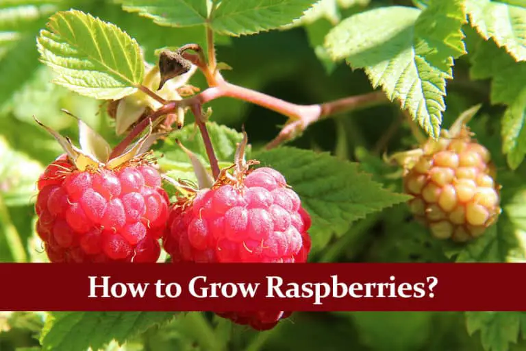 How to Grow Raspberries? Complete Guide Green Thumb Central