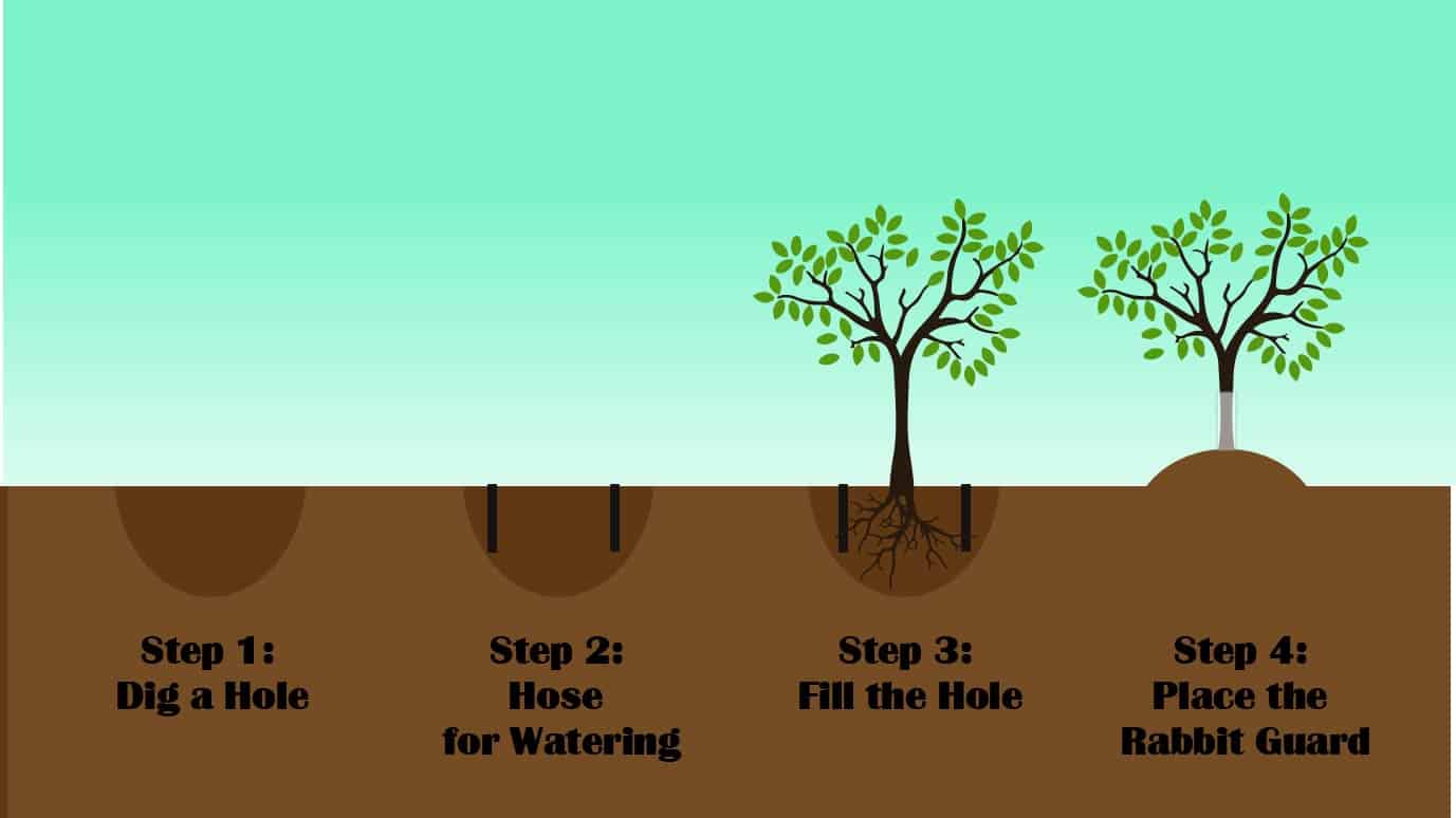 How To Plant A Tree Step By Step Guide Green Thumb Central