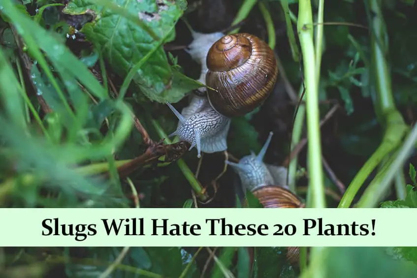 Slugs Hate These 20 Plants!