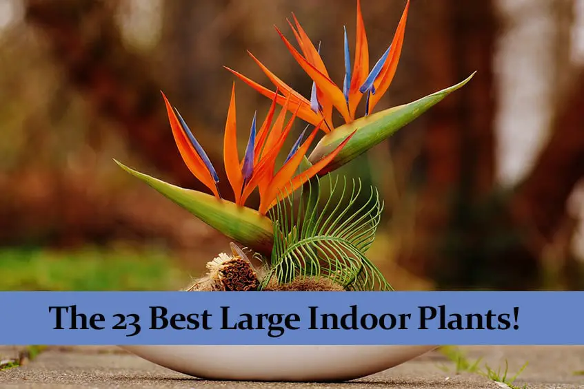 The 23 Best Large Indoor Plants for Making Your Home Beautiful