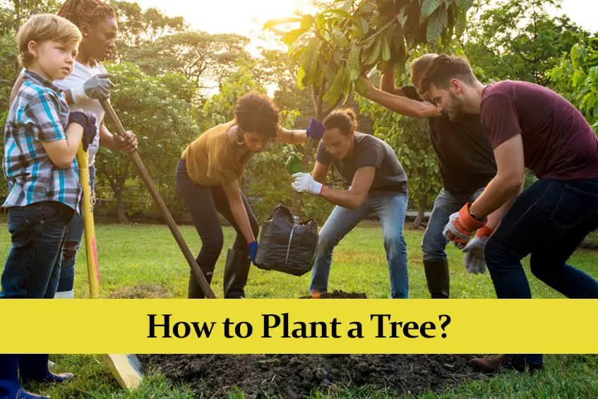 How to Plant a Tree || Step by Step Guide