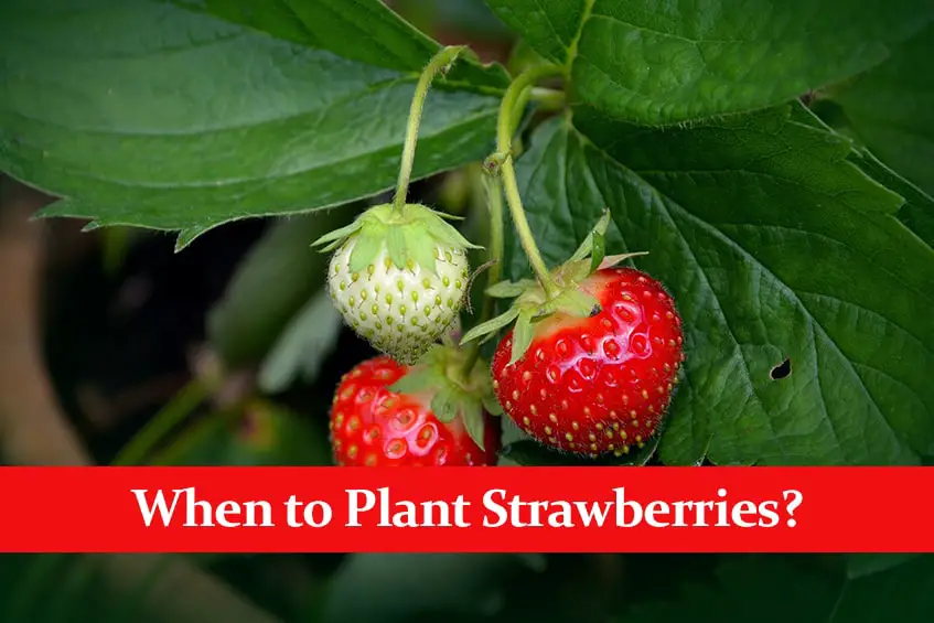 When to Plant Strawberries? || It Depends on Your Location