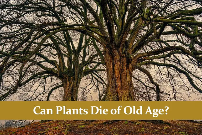 Can Plants Die of Old Age? How Some Plants are Immortal Green Thumb