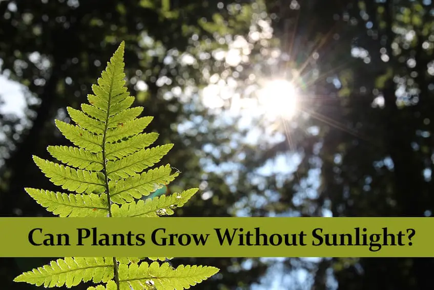 Can Plants Grow Without Sunlight?