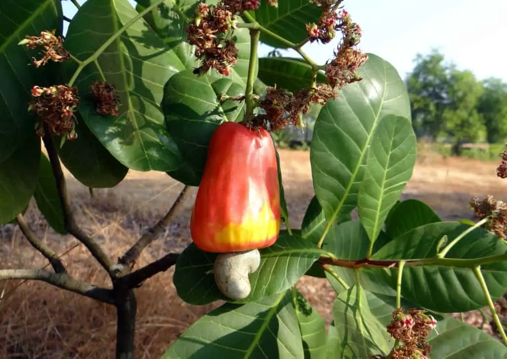 cashews grow on trees