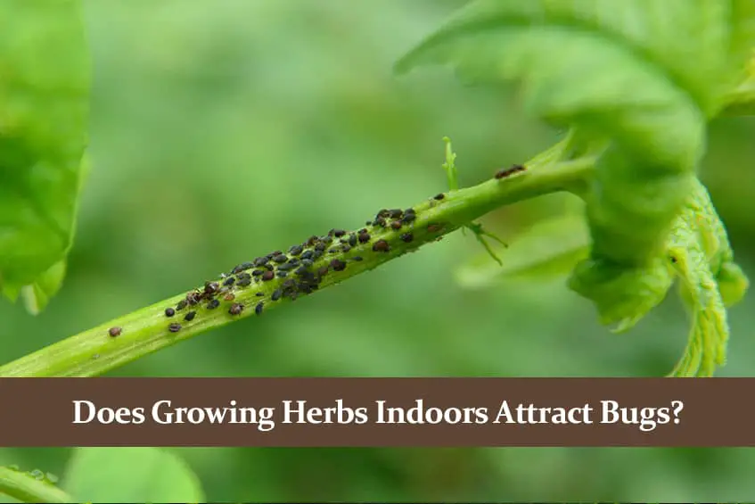 Do Indoor Plants Attract Bugs