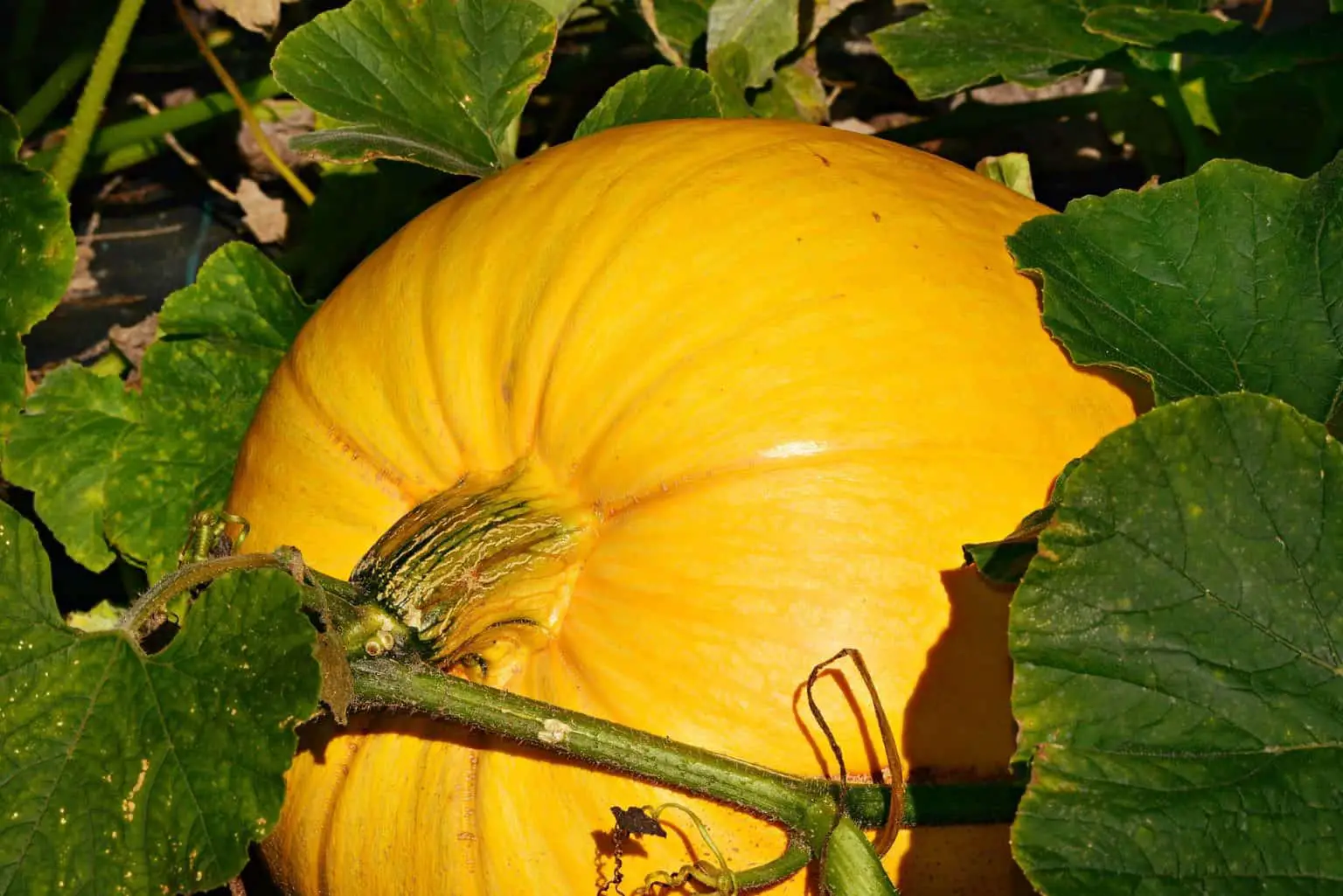 How Many Pumpkins Does One Plant Produce? - Green Thumb Central How Many Pumpkins Does One Plant Produce