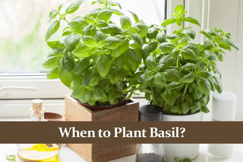 When to Plant Basil? Timing is Important! Green Thumb Central