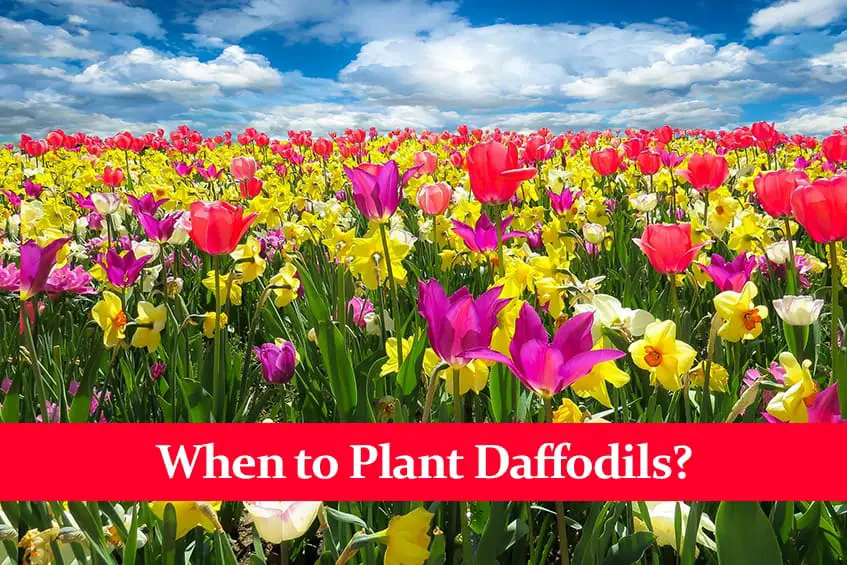 When to Plant Daffodils?