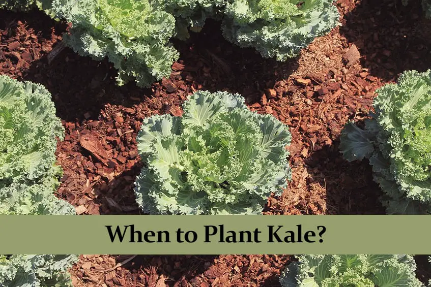 When to Plant Kale? Green Thumb Central