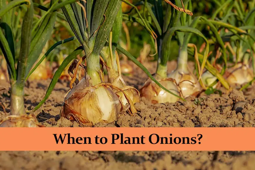 When to Plant Onions?