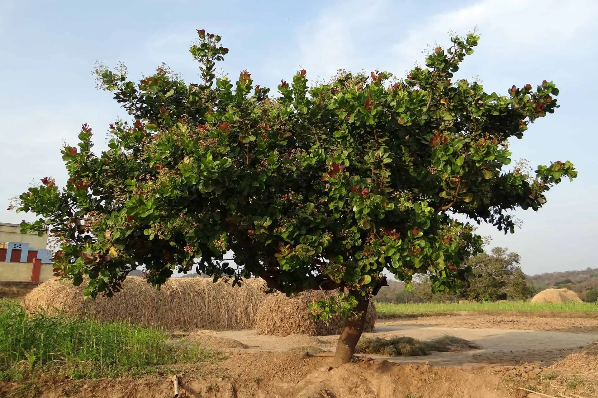 pictures of cashew trees