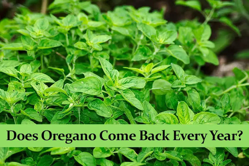 Does Oregano Come Back Every Year? Green Thumb Central