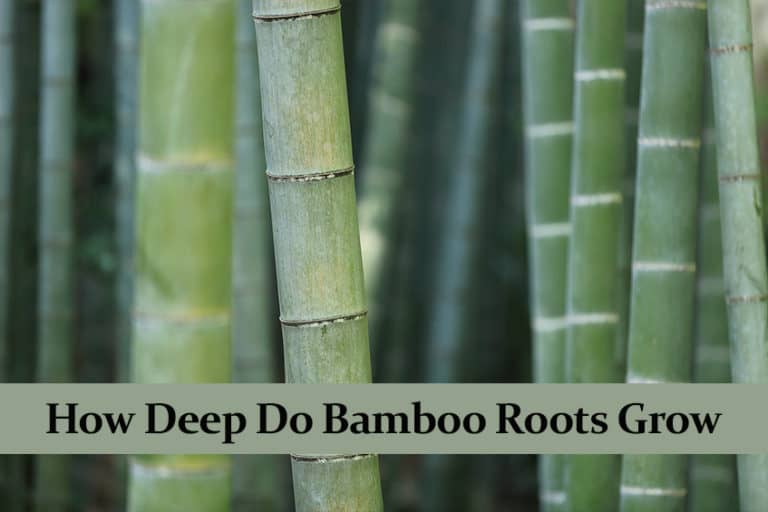 How Deep Do Bamboo Roots Grow Green Thumb Central