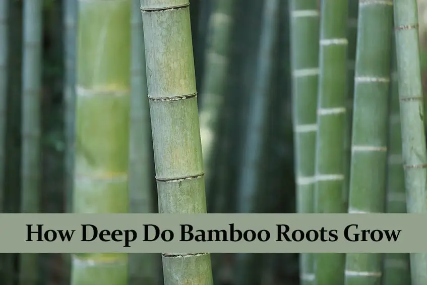 How Deep Do Bamboo Roots Grow
