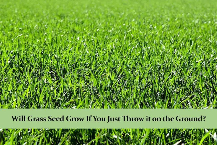 Grass seed that will grow on anything