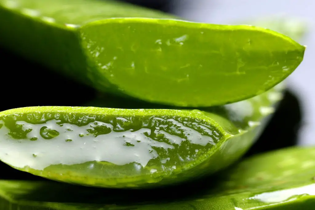 How Fast Does Aloe Vera Grow Back After Cutting