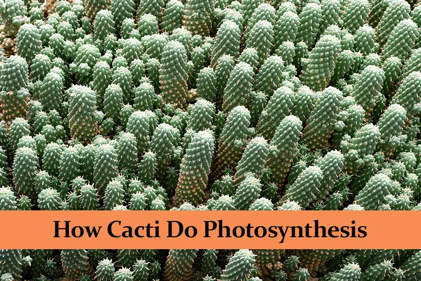 How Cacti Do Photosynthesis and Why They Do It Differently
